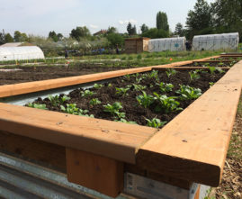 new garden beds at Marra Farm