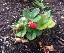 Strawberries start to produce