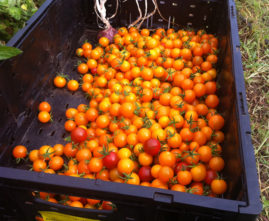 Loads of cherry tomatoes